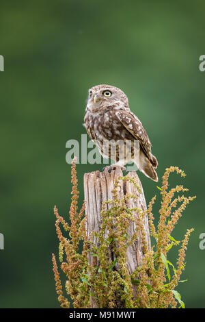 Kleine Eule auf einem hölzernen Pfosten thront Stockfoto