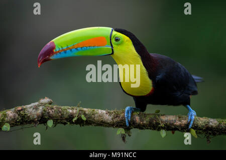Kiel-billed Toucan-Ramphastos sulfuratus, große bunte Toucan aus Costa Rica Wald mit sehr bunten Schnabel. Stockfoto