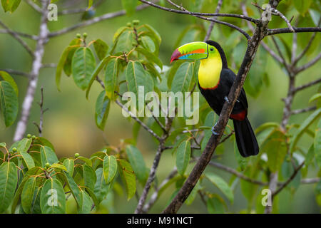 Kiel-billed Toucan-Ramphastos sulfuratus, große bunte Toucan aus Costa Rica Wald mit sehr bunten Schnabel. Stockfoto