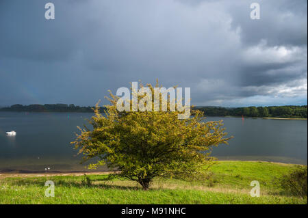 Landschaft am Dummersdorfer Ufer, Ostsee, Dummersdorf, Schleswig-Holstein, Deutschland, Europa Stockfoto