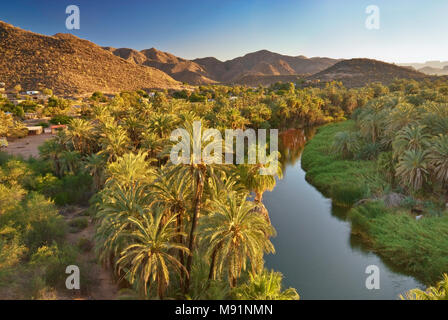 Fan Palms über Arroyo Santa Rosalia, bei Sonnenuntergang, Mulege, Baja California Sur, Mexiko Stockfoto