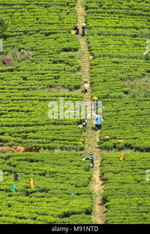 Eine komprimierte perspektivische Ansicht der teepflückerinnen auf den Hügeln von Tee Plantage pflücken Kaffee in der Nähe von Nuwara Eliya Nuwaraeliya in Sri Lanka. Stockfoto