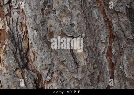 Braune Farbe Pine Tree bark Textur Stockfoto