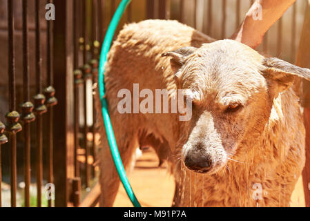 Unglücklich Hund beim Waschen Nahaufnahme. Nasse traurige braune Hund Duschen Stockfoto