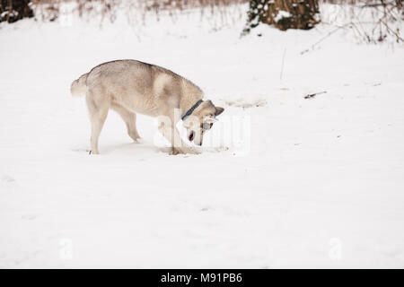 Husky im Winter Wald Stockfoto