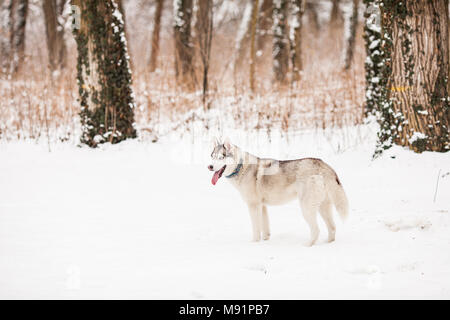 Schlittenhunde im weißen Schnee Stockfoto