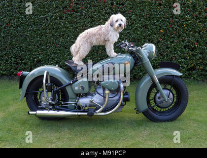 Tibet Terrier stehend auf altes Motorrad Sunbeam S7 Deluxe in Nebel grün Stockfoto