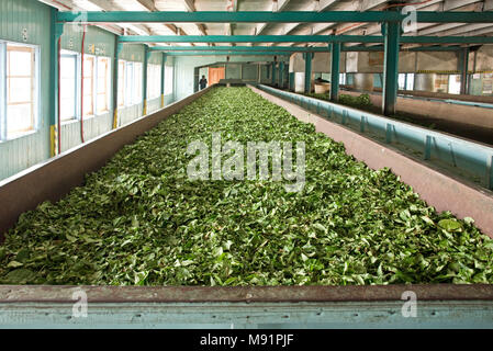 Die glenloch Tee Plantage Fabrik, leaf Partikel sind in einen Trog, wo sie der Prozess welken beginnen. Stockfoto