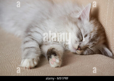 Flauschig grau Cute Kitty schlafen auf dem Sofa. Adorable Katze schlafen Stockfoto