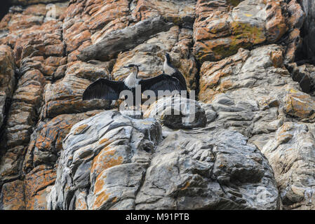 Einer der beiden white-breasted Kormorane (Phalacrocorax Lucidus) streckt seine Flügel, während auf den Felsen entlang der Otter Trail in Südafrika gehockt Stockfoto