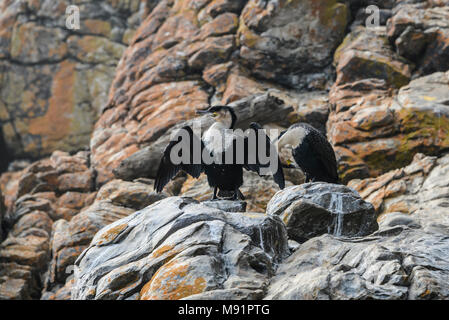 Einer der beiden white-breasted Kormorane (Phalacrocorax Lucidus) streckt seine Flügel, während auf den Felsen entlang der Otter Trail in Südafrika gehockt Stockfoto