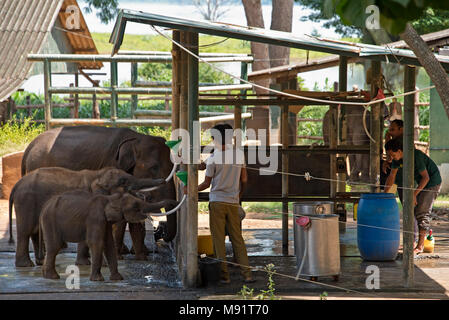 Der udawalawe Elefant Transfer Home ist eine Einrichtung innerhalb der Udawalawe Nationalpark in Sri Lanka, die 1995 durch den Sri Lanka - Abteilung gegründet wurde Stockfoto