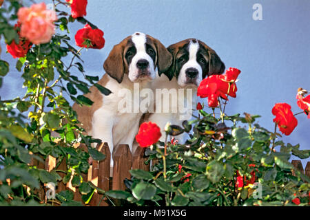 Saint Bernard zwei süssen Welpen durch Zaun am Rosengarten, Beobachten Stockfoto