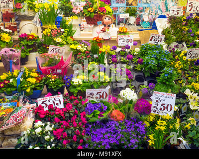 Markt Anzeige von Primeln Azaleen und Narzissen zum Verkauf als Bettzeug Pflanzen, die zum Anpflanzen oder für Zimmerpflanzen labels Preise zeigen im Frühjahr 2018 Stockfoto