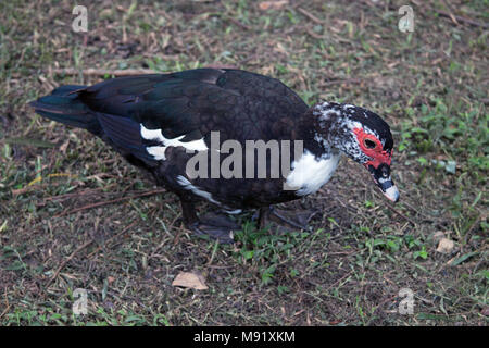 Barbarie-Ente (Cairina Moschata) Stockfoto