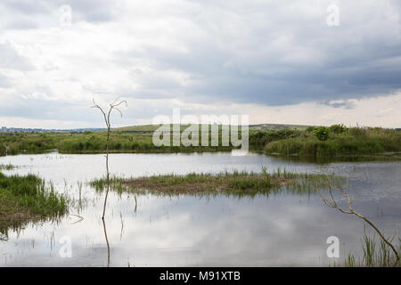 Rainham, UK. 19 Mai, 2017. Rainham Marshes ist ein Bereich der mittelalterlichen Moor auf die Mündung der Themse verwaltet als Naturschutzgebiet seit 2000 von der RSPB Stockfoto