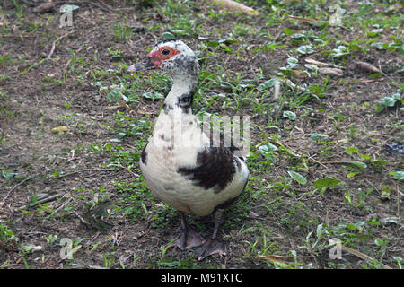 Barbarie-Ente (Cairina Moschata) Stockfoto