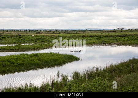 Rainham, UK. 19 Mai, 2017. Rainham Marshes ist ein Bereich der mittelalterlichen Moor auf die Mündung der Themse verwaltet als Naturschutzgebiet seit 2000 von der RSPB Stockfoto