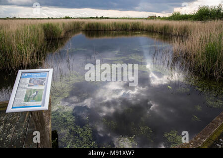 Rainham, UK. 19 Mai, 2017. Rainham Marshes ist ein Bereich der mittelalterlichen Moor auf die Mündung der Themse verwaltet als Naturschutzgebiet seit 2000 von der RSPB Stockfoto