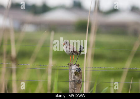 Rainham, UK. 19 Mai, 2017. Rainham Marshes ist ein Bereich der mittelalterlichen Moor auf die Mündung der Themse verwaltet als Naturschutzgebiet seit 2000 von der RSPB Stockfoto