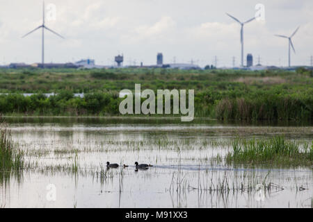 Rainham, UK. 19 Mai, 2017. Rainham Marshes ist ein Bereich der mittelalterlichen Moor auf die Mündung der Themse verwaltet als Naturschutzgebiet seit 2000 von der RSPB Stockfoto