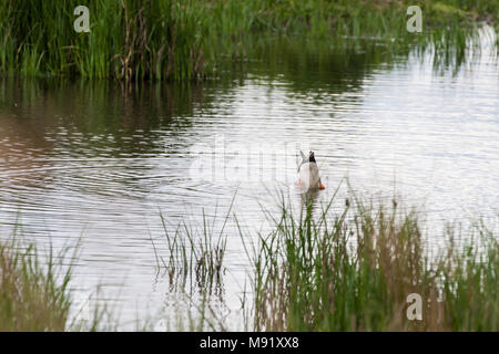 Rainham, UK. 19 Mai, 2017. Rainham Marshes ist ein Bereich der mittelalterlichen Moor auf die Mündung der Themse verwaltet als Naturschutzgebiet seit 2000 von der RSPB Stockfoto