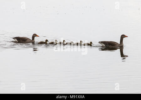 Rainham, UK. 19 Mai, 2017. Rainham Marshes ist ein Bereich der mittelalterlichen Moor auf die Mündung der Themse verwaltet als Naturschutzgebiet seit 2000 von der RSPB Stockfoto
