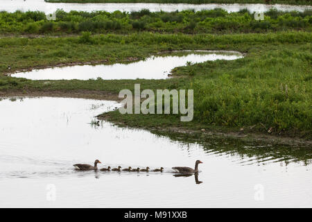 Rainham, UK. 19 Mai, 2017. Rainham Marshes ist ein Bereich der mittelalterlichen Moor auf die Mündung der Themse verwaltet als Naturschutzgebiet seit 2000 von der RSPB Stockfoto