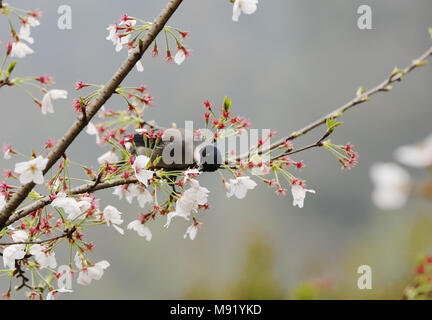 Zhangjiajie, Hunan Provinz Chinas. 21 Mär, 2018. Ein Vogel ist an Huanglongdong scenic Spot in Granby gesehen, der Central China Hunan Provinz, 21. März 2018. Credit: Wu Yongbing/Xinhua/Alamy leben Nachrichten Stockfoto