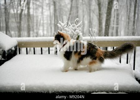 Eine Katze spielen auf dem Deck im winter storm Toby, Washington D.C., USA Stockfoto