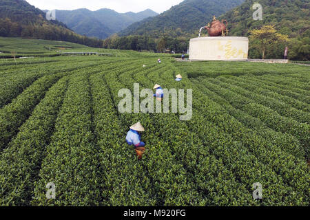 Hangzhou, China Zhejiang Provinz. 21 Mär, 2018. Die Landwirte pick Longjing Tee Blätter zu einem Teegarten im xihu Bezirk von Hangzhou, der Hauptstadt der ostchinesischen Provinz Zhejiang, 21. März 2018. Credit: Li Zhong/Xinhua/Alamy leben Nachrichten Stockfoto