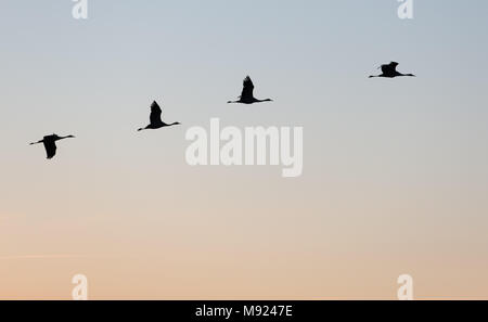 20 März 2018, Deutschland, Rehden: Kraniche fliegen in Formation bei Sonnenuntergang am Tag der Beginn des Frühlings nach dem Kalender. Foto: Friso Gentsch/dpa Stockfoto