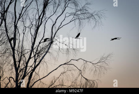 20 März 2018, Deutschland, Rehden: Kraniche fliegen in Formation bei Sonnenuntergang am Tag der Beginn des Frühlings nach dem Kalender. Foto: Friso Gentsch/dpa Stockfoto