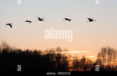 20 März 2018, Deutschland, Rehden: Kraniche fliegen in Formation bei Sonnenuntergang am Tag der Beginn des Frühlings nach dem Kalender. Foto: Friso Gentsch/dpa Stockfoto