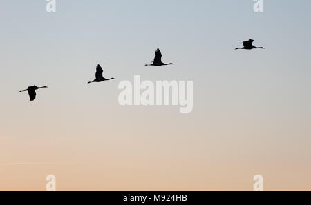20 März 2018, Deutschland, Rehden: Kraniche fliegen in Formation bei Sonnenuntergang am Tag der Beginn des Frühlings nach dem Kalender. Foto: Friso Gentsch/dpa Stockfoto