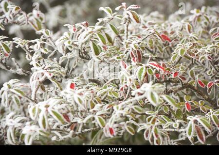 Hangzh, Hangzh, China. 22 Mär, 2018. Hangzhou, China, 21. März 2018: Frühling Schneefall am Longquan Berg in Hangzhou, Osten Chinas Provinz Zhejiang. Credit: SIPA Asien/ZUMA Draht/Alamy leben Nachrichten Stockfoto