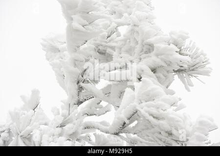 Hangzh, Hangzh, China. 22 Mär, 2018. Hangzhou, China, 21. März 2018: Frühling Schneefall am Longquan Berg in Hangzhou, Osten Chinas Provinz Zhejiang. Credit: SIPA Asien/ZUMA Draht/Alamy leben Nachrichten Stockfoto