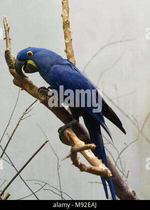 Ein hyazinthara am Montreal Biodome, Quebec, Kanada Stockfoto