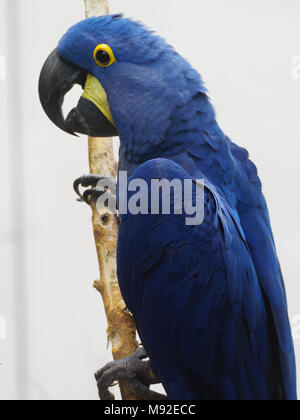 Ein hyazinthara am Montreal Biodome, Quebec, Kanada Stockfoto