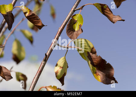 Blätter auf einen Kirschbaum von der Sonne versengt, indem etwa die Hälfte Braun. Stockfoto