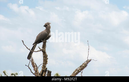 Grau - Vogel im Kruger National Park Stockfoto