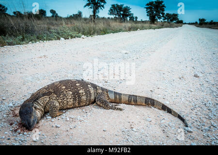 Eine schwarze throated Monitor wird roadkill auf einem Feldweg von Van Zylrus zu Askham in Südafrika das Northern Cape Stockfoto