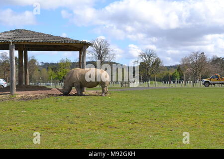 "Blair Drummond Safari Park ''Safari' cotland Park in der Nähe von Doune". Stockfoto