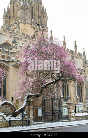 Mandelbaum in der Blüte im Schnee außerhalb St Marys Kirche, High Street, Oxford, Oxfordshire, England Stockfoto