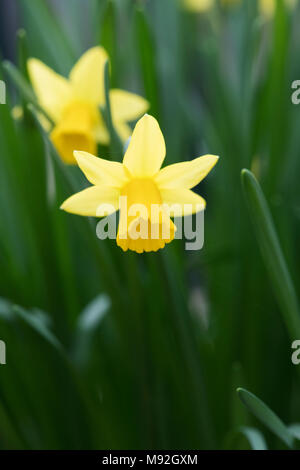 Narzisse "Tete a Tete". Narzisse "Tete a Tete" Blumen Stockfoto