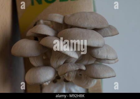 'La Boîte à Champignons", Oyster Pilzzucht Kit von französischen Unternehmen UpCycle Stockfoto