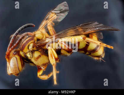 Nomada luteola, F, Seite, Maryland, Somerset County Stockfoto