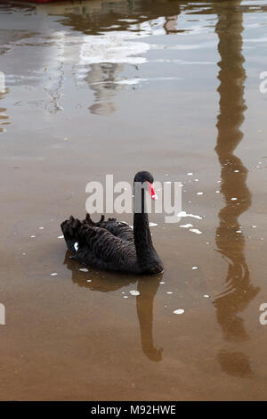 Schwarzer Schwan (Cygnus atratus) auf dem River Exe, Bath, Devon, Großbritannien. Stockfoto