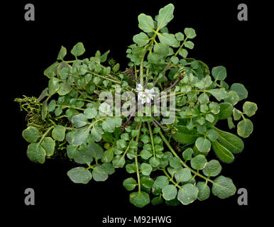 Behaarte rosette Behaarte rosette