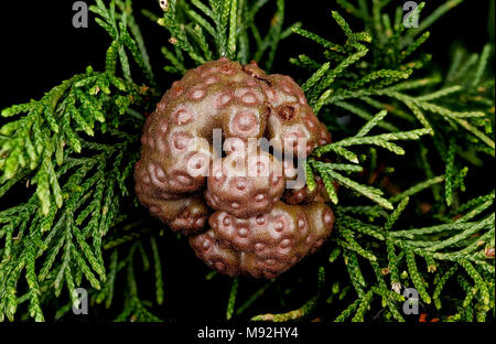 - Juniperi Gymnosporangium virginianae, Maryland, Upper Marlboro Stockfoto